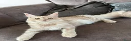 Maine Coon cats for sale: GCCF REGISTERED MAINE COONS  - Advert 2