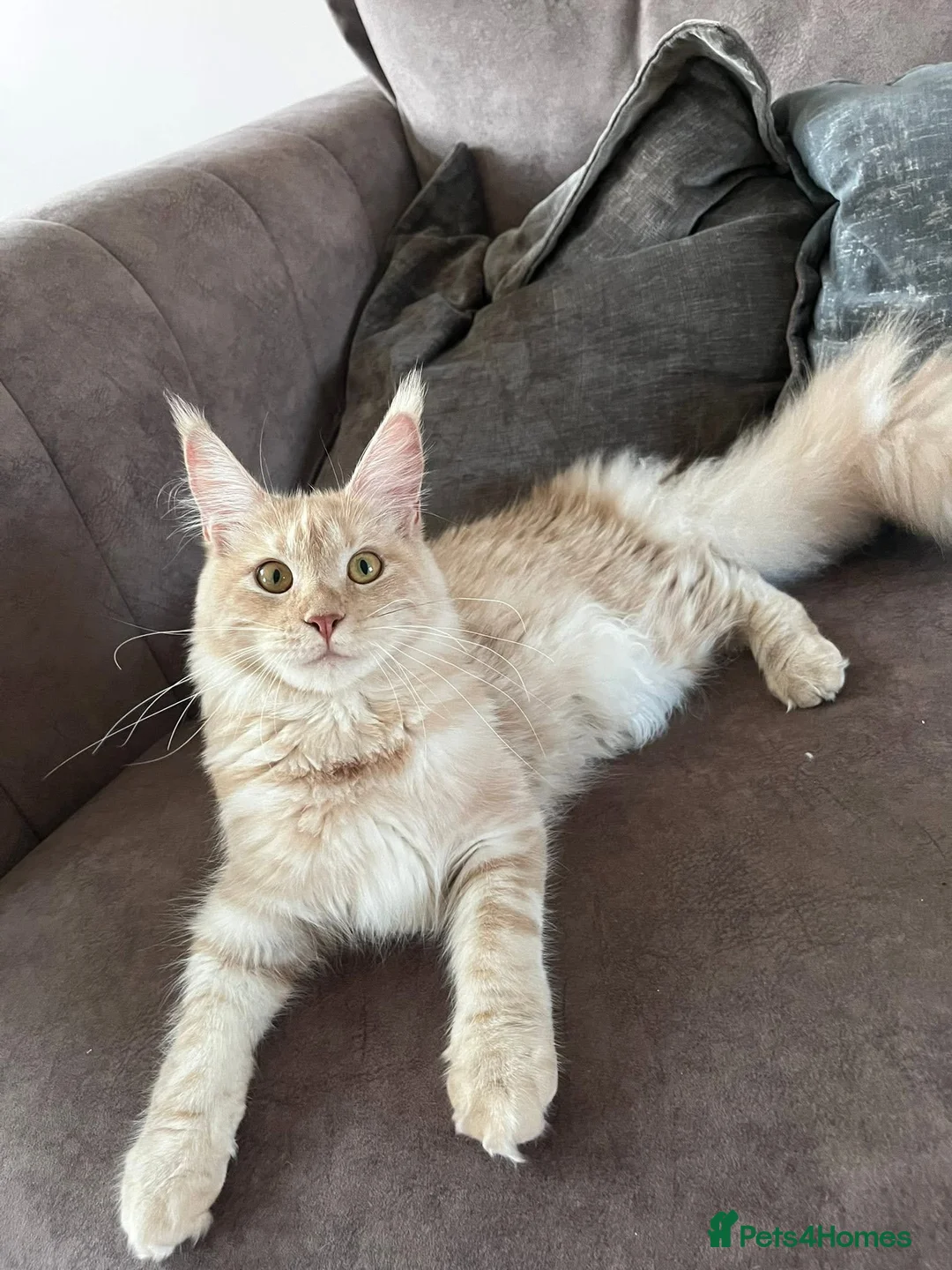 Maine Coon cats for sale: GCCF REGISTERED MAINE COONS  - Advert 2