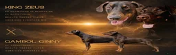 Dobermann dogs for sale: Amazing Doberman puppies ,Gambol/zues - Advert 2
