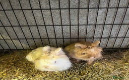 Lionhead rabbits for sale: Family of 6 rabbits for sale ready to leave now - Image 6