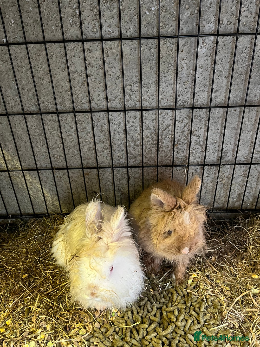 Lionhead rabbits for sale: Family of 6 rabbits for sale ready to leave now - Image 6