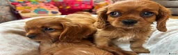 Cavalier King Charles Spaniel dogs for sale: Cavalier King Charles  - Advert 18