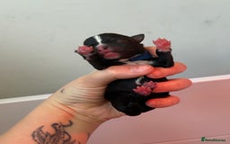 Mixed Breed dogs for sale: Mixed Breed Puppies - Image 3