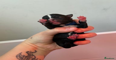 Mixed Breed dogs - Advert 11