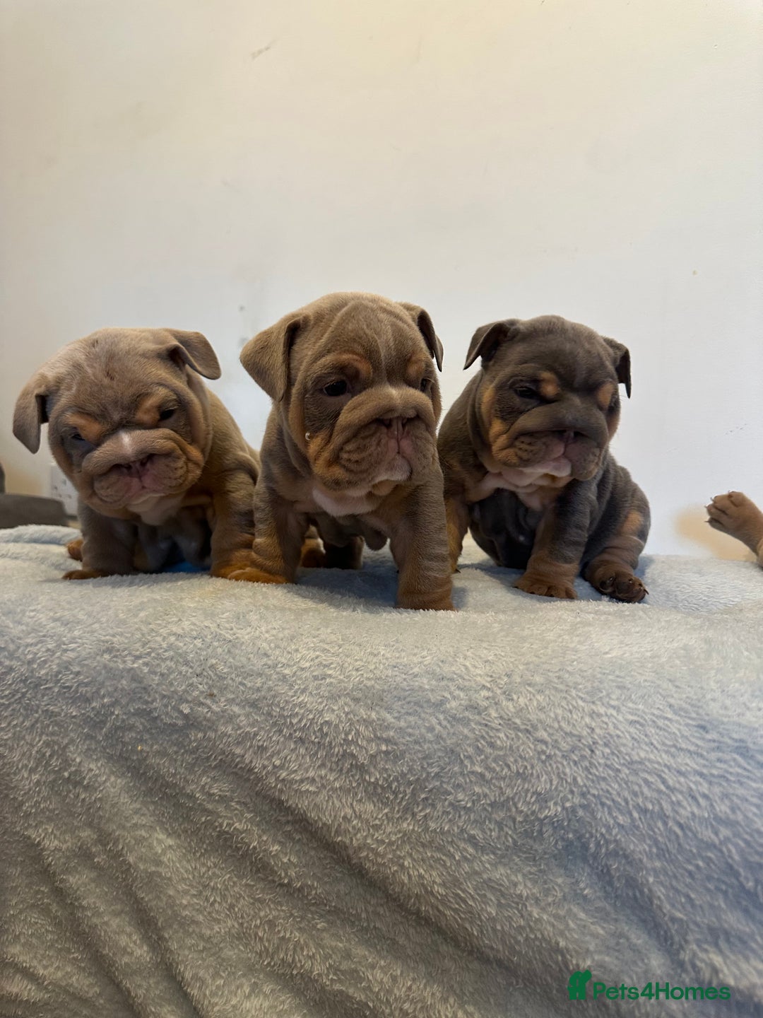 English Bulldog dogs for sale: Stunning KC Registered English Bulldog Puppies - Image 6