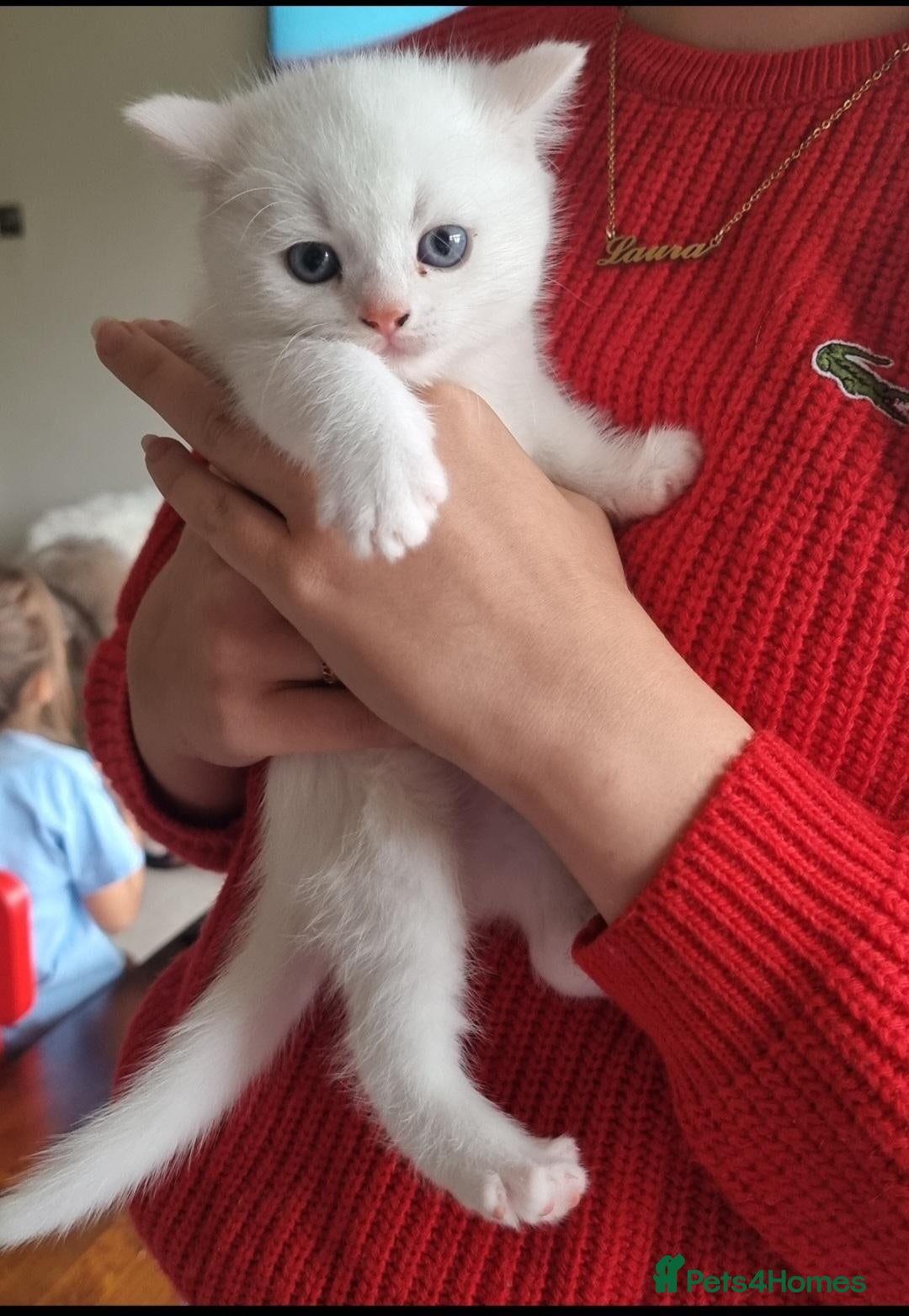 British Longhair cats Rare white British shorthair, pink paws Kittens - Advert 13