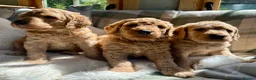 Labradoodle dogs for sale: Stunning F1 labradoodle  - Advert 10