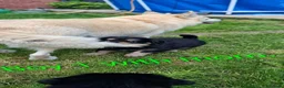 Mixed Breed dogs for sale: Cockerpom puppys 🐶 - Advert 5