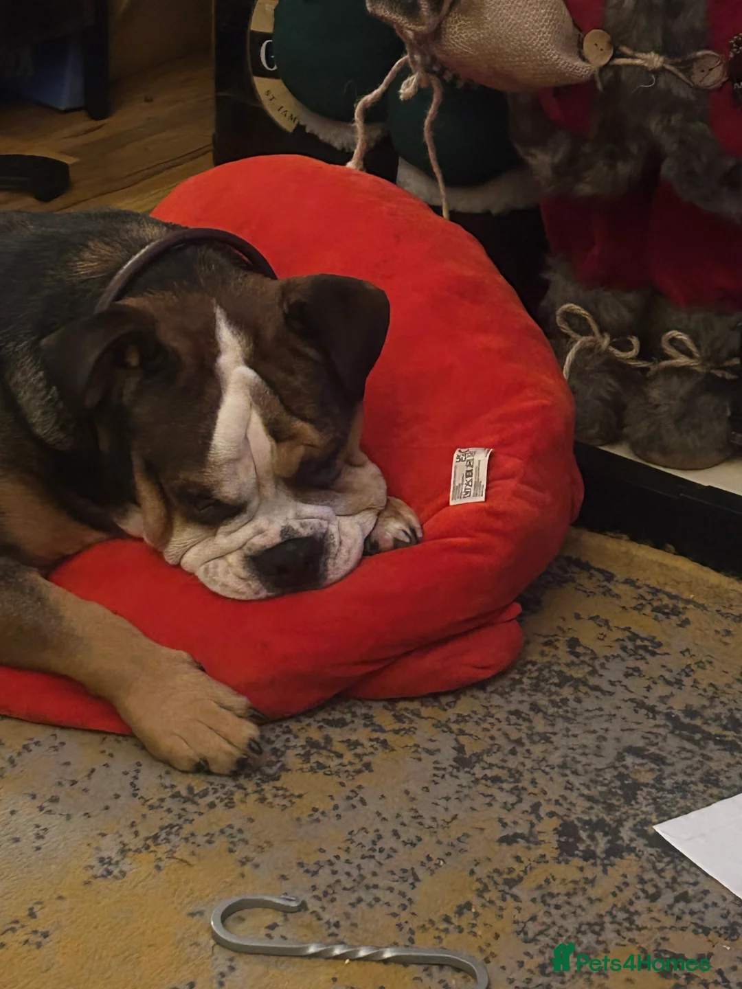 Mixed Breed dogs for sale: English French bulldog x 3-4yrs - Advert 10