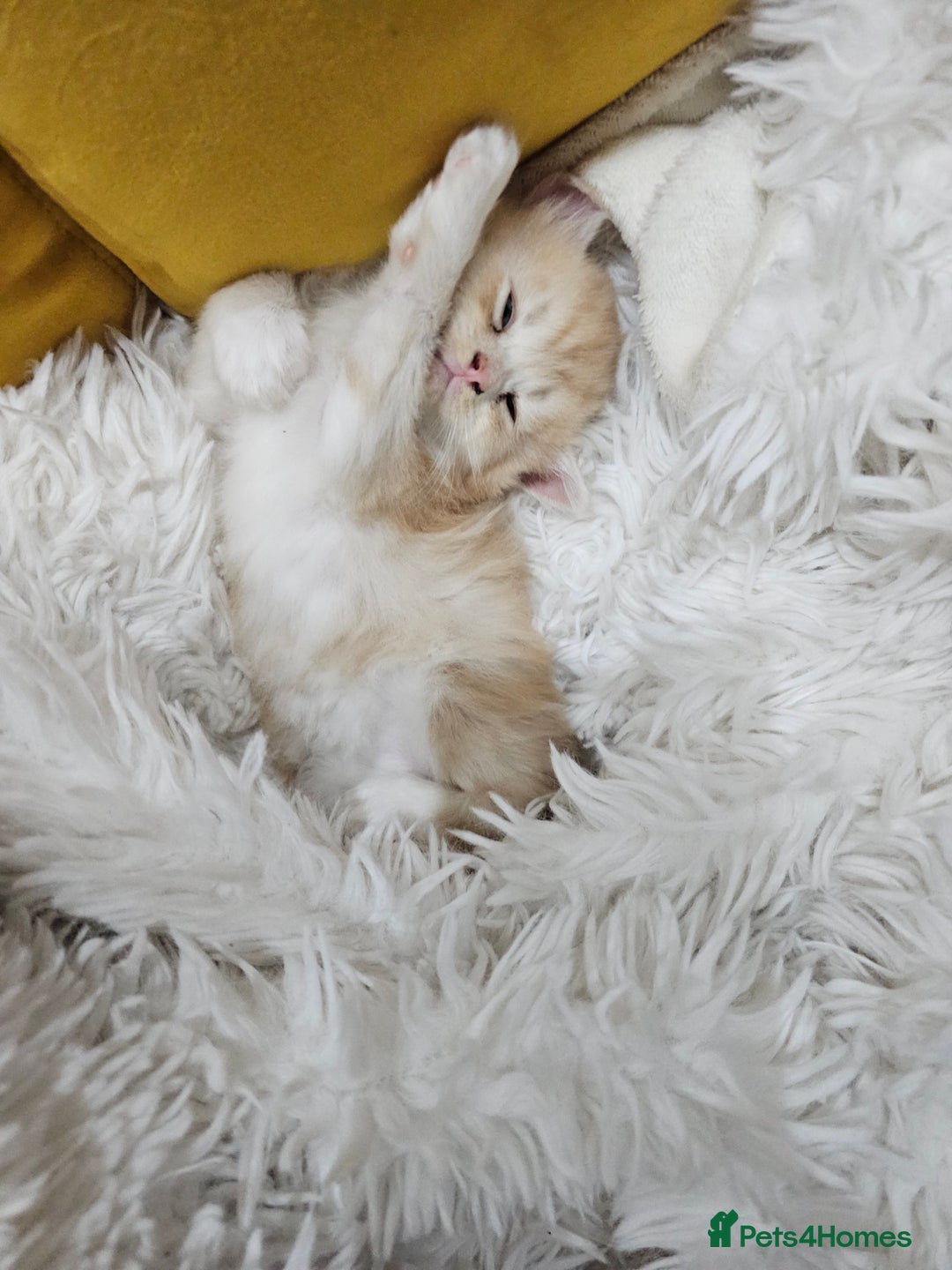 Persian cats for sale: Adorable Persian kittens - Advert 8