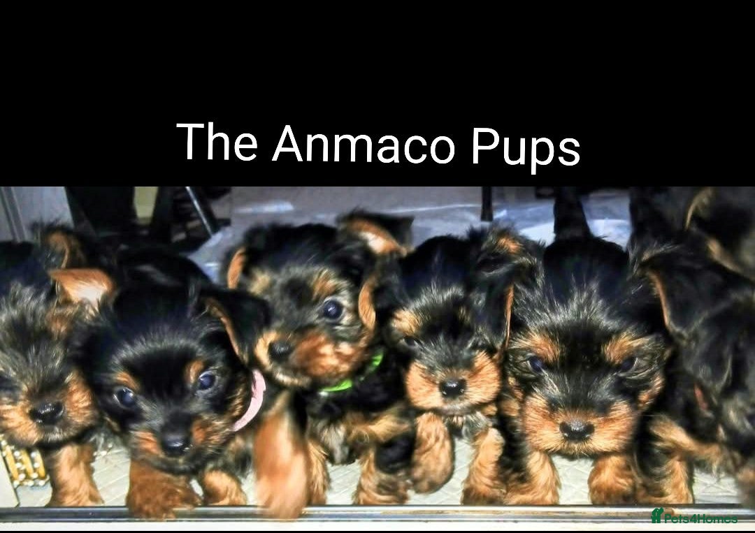 Yorkshire Terrier dogs for sale: Adorable Toy & Minatures! - Advert 1