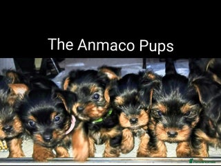 Yorkshire Terrier dogs Adorable Toy & Minatures! - Advert 7