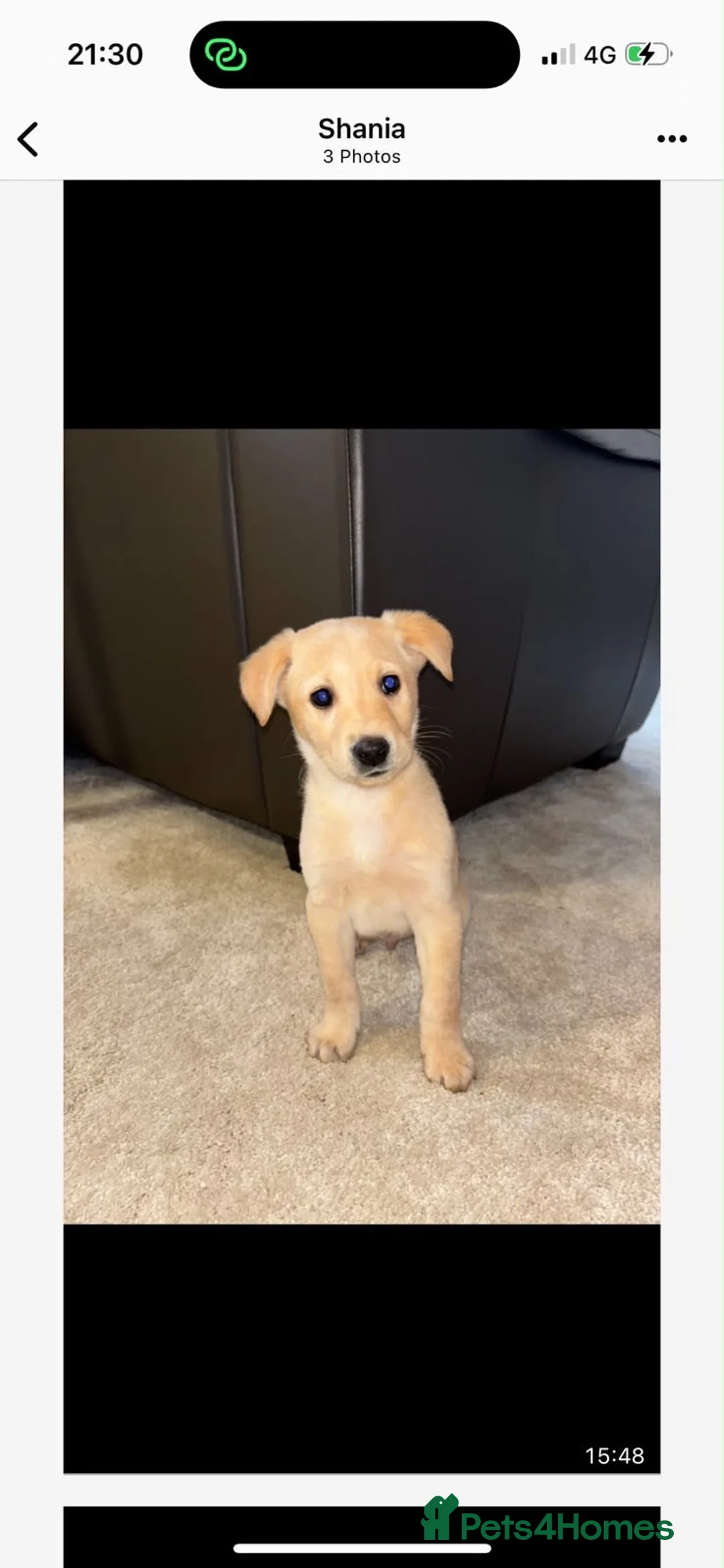 Labrador Retriever dogs for sale: Labrador puppies  - Advert 2