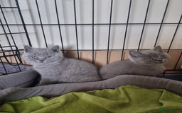 British Shorthair cats for sale: 3 Left Blue BSH Kittens Healthy GCCF Pedigree  - Image 3