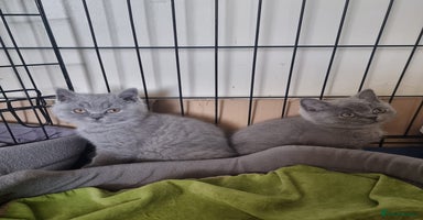British Shorthair cats - Advert 9