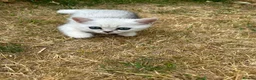 British Shorthair cats for sale:  Gorgeous British Shorthair Silver Shaded Kittens  - Advert 5