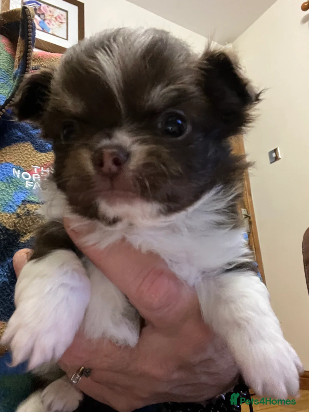 Chihuahua dogs for sale: Beautiful Longcoat Chocolate Chihuahuas - Advert 10