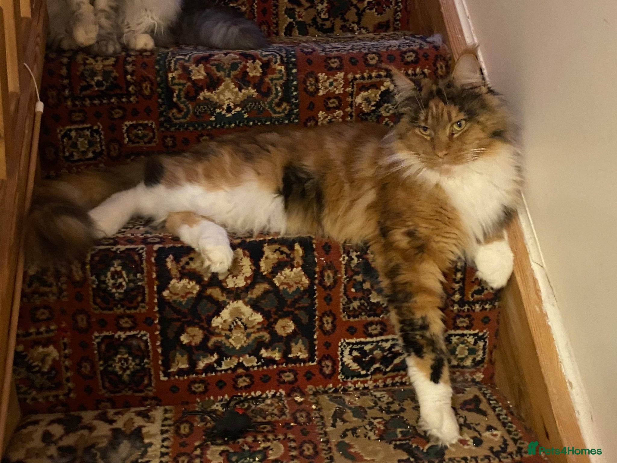 Maine Coon cats Maine Coon Kittens - Advert 5