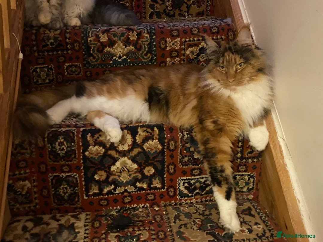 Maine Coon cats for sale: Maine Coon Kittens - Advert 1