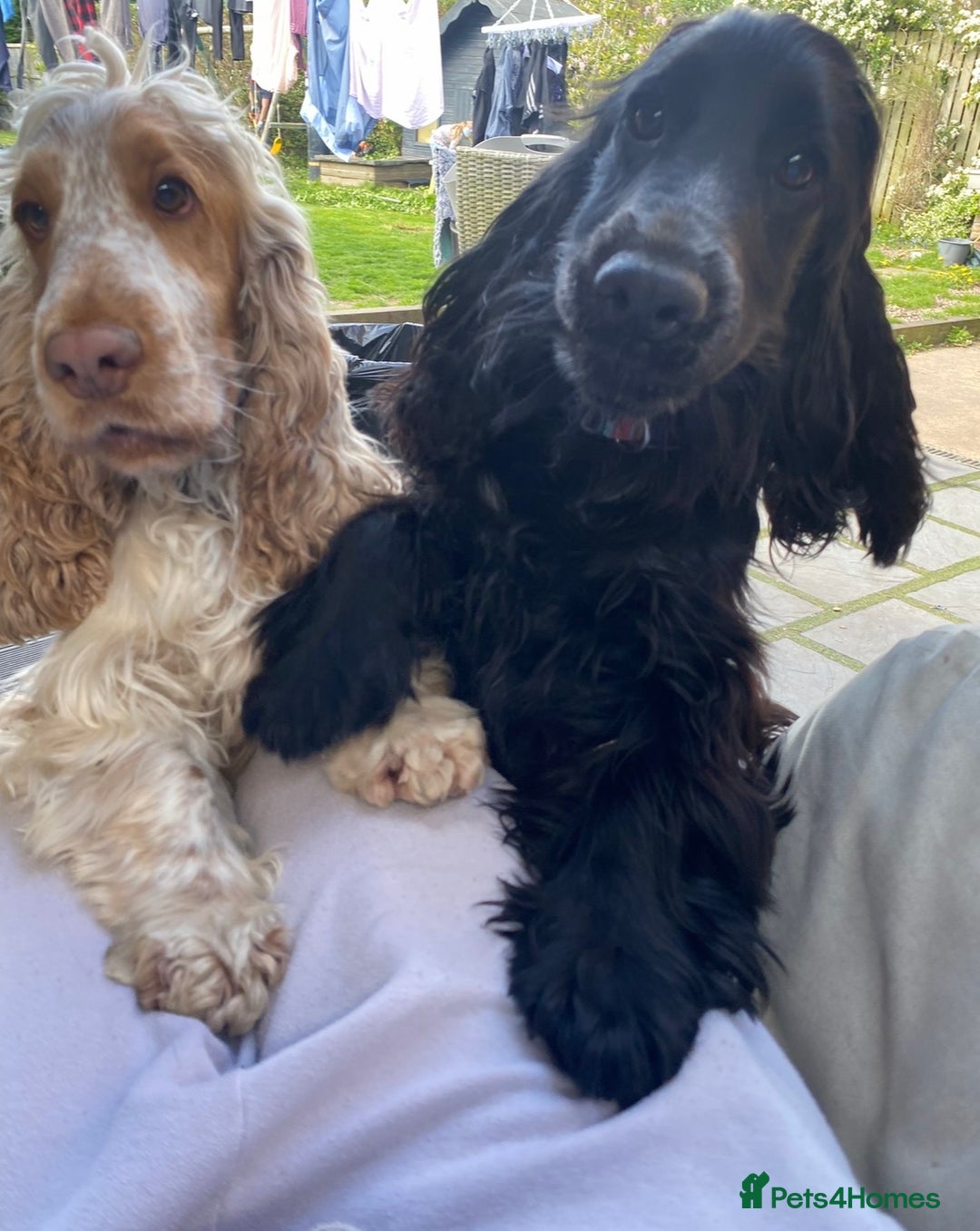 Cocker Spaniel dogs for sale: Quality kc show type cocker spaniels - Advert 25