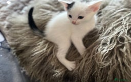 Mixed Breed cats for sale: Kittens  - Image 4