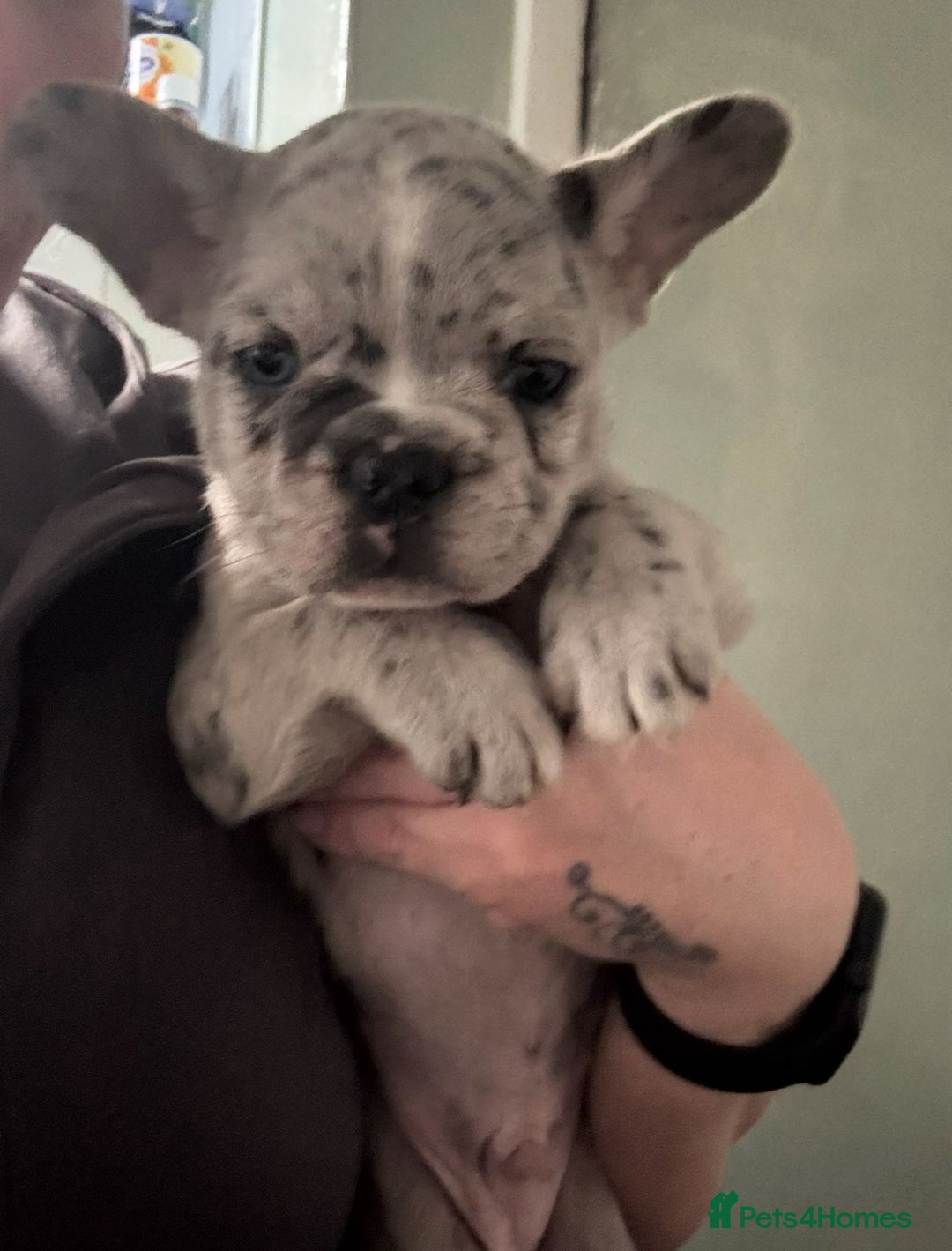 French Bulldog dogs for sale: Exceptional French Bulldog Puppies  - Advert 3