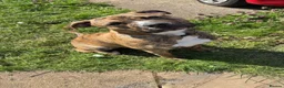 Mixed Breed dogs for sale: Be 10 months old on the 18th staff x boxer - Advert 4