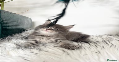 Maine Coon cats - Advert 16