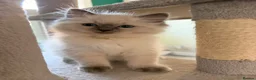 Ragdoll cats for sale: GCCF Ragdoll pedigree kittens blue point  - Advert 13
