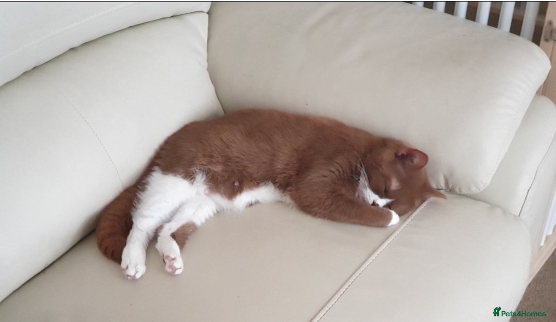 British Shorthair cats for sale: Adult girls seeking new homes. - Image 1