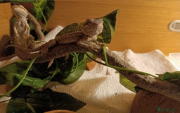 Bearded Dragon reptiles for sale: Stunning baby bearded dragons  - Image 3