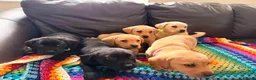 Labrador Retriever dogs for sale: Here come the boys! - Advert 21