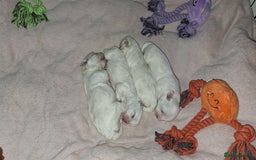 Maltese dogs for sale: Mini Maltese Puppys - Image 1