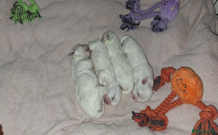 Maltese dogs - Advert 10