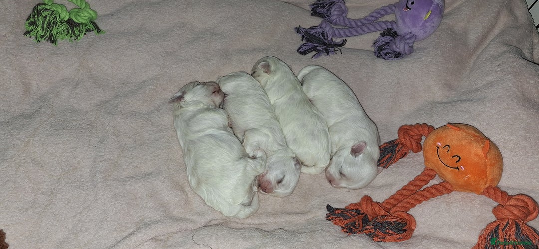 Maltese dogs for sale: Mini Maltese Puppys - Image 1