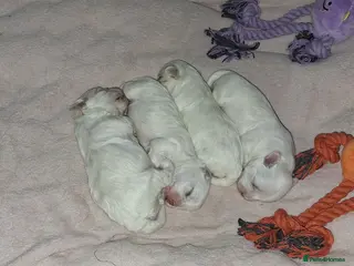 Maltese dogs Mini Maltese Puppys - Advert 9