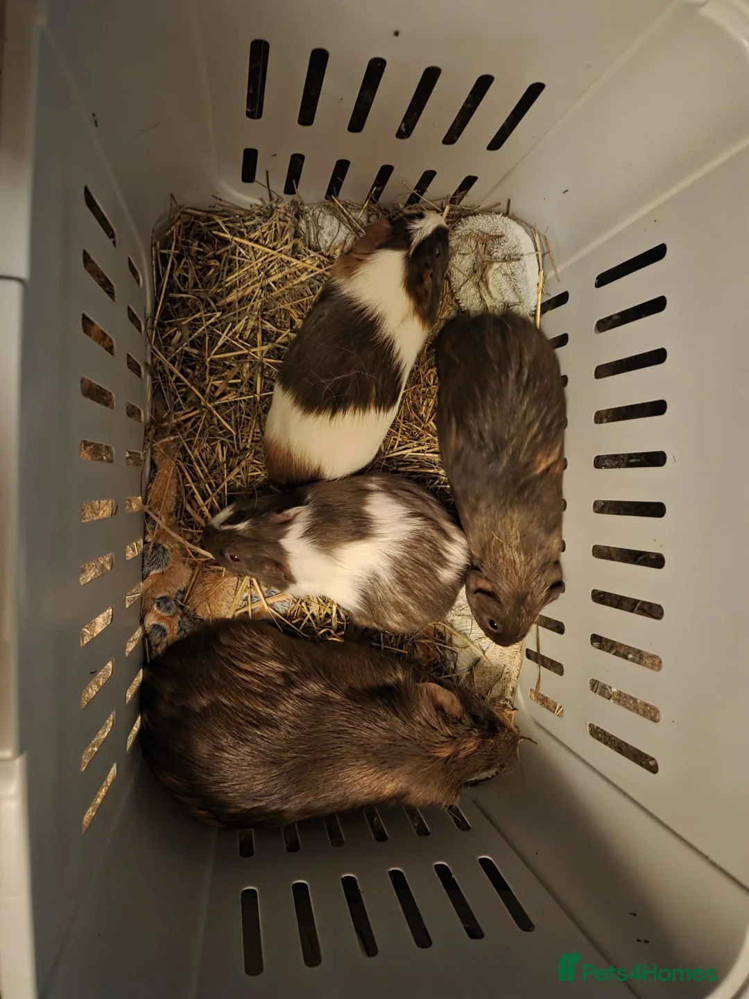 Guinea Pig rodents for sale: Gorgeous Baby Girl Guinea Pigs - Advert 10