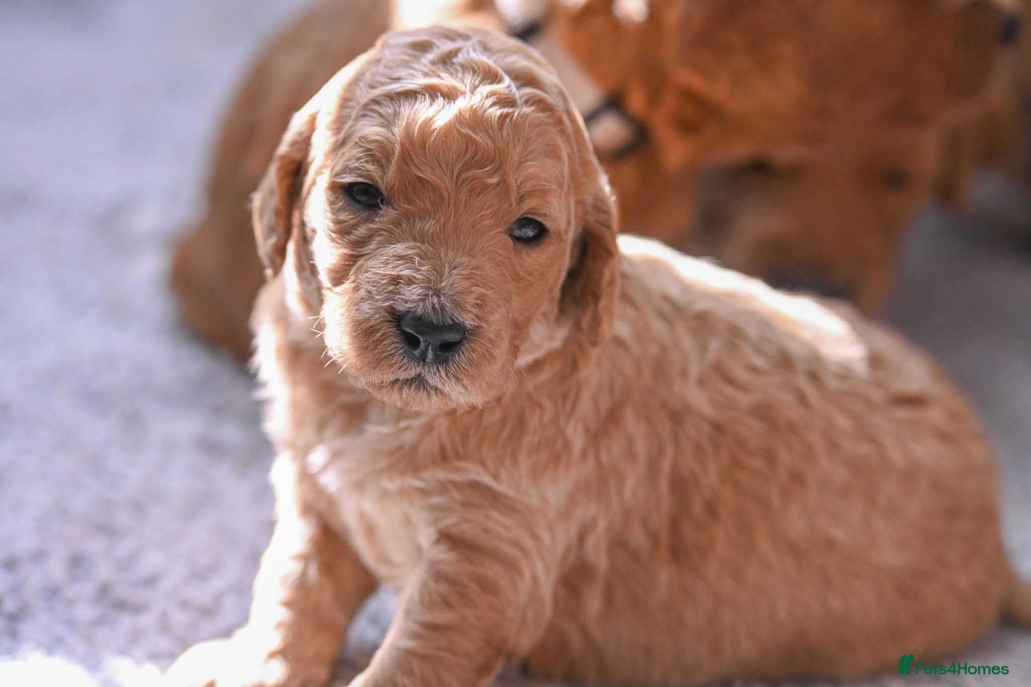 Double Doodle dogs for sale: Beautiful double/golden doodles from family pet - Advert 5