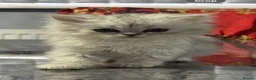 Persian cats for sale: Beautiful long haired Persian Kittens - Advert 13