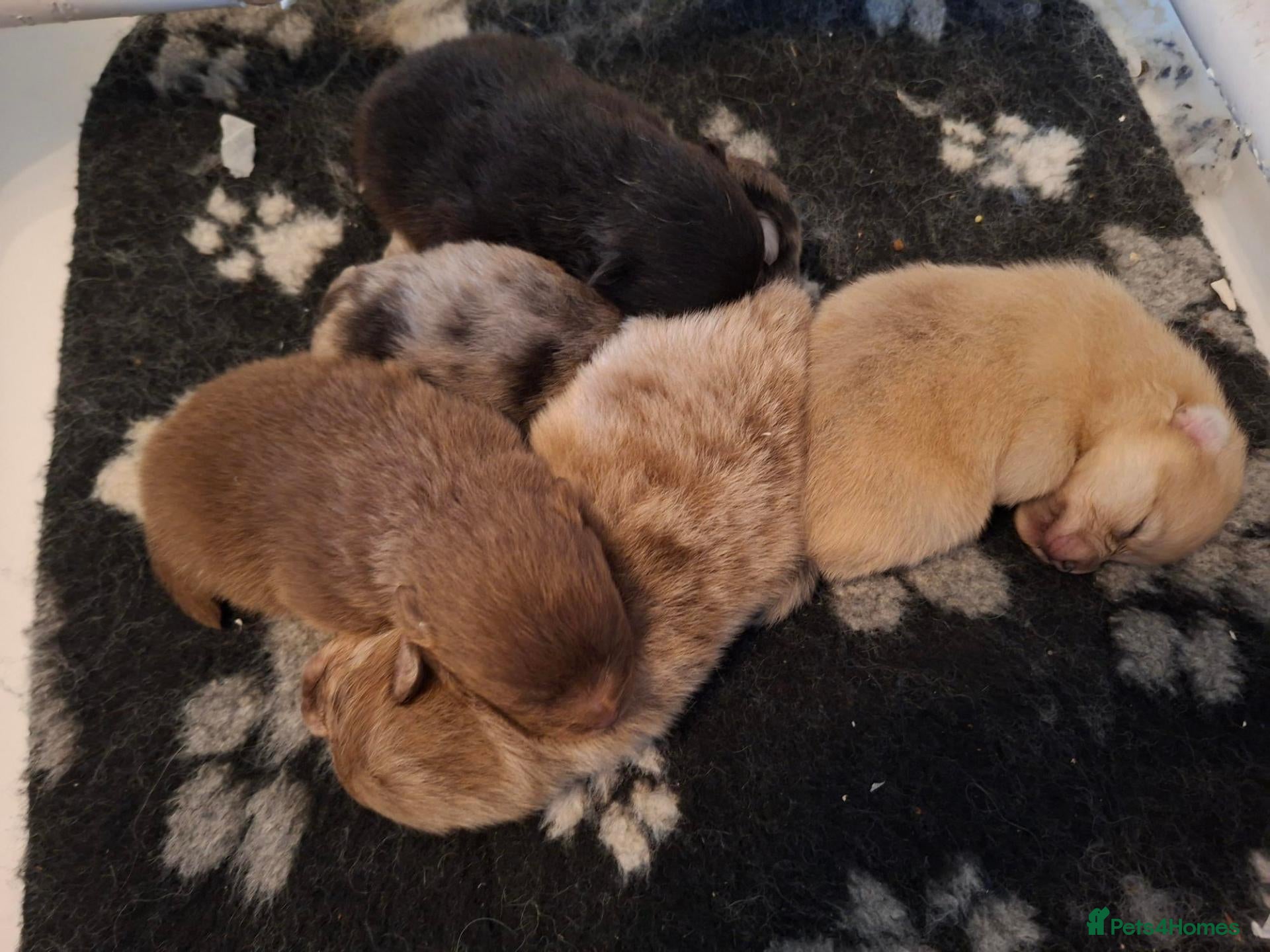 Pomeranian dogs K Registered Pomeranian Puppies - Advert 13