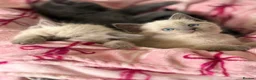 Mixed Breed cats for sale: Beautiful Ragdoll Cross Kittens – Available - Advert 16