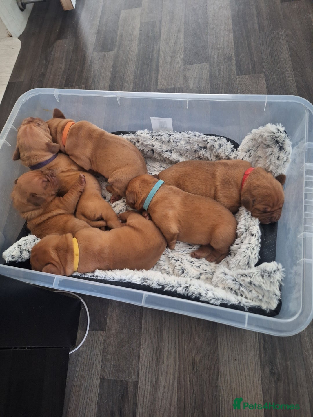 Dogue De Bordeaux dogs for sale: Dogue De Bordeaux Puppies-Champion Bloodlines - Image 9