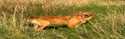 Golden Retriever dogs for sale: Meet Mylo! - Advert 4