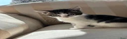 Mixed Breed cats for sale: 5 Beautiful Kittens Ready For their forever homes - Advert 3
