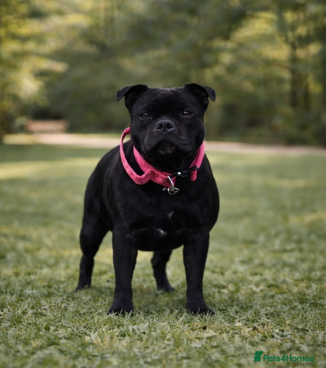 Staffordshire Bull Terrier dogs for sale: KC WORLD FAMOUS BLUE GENE CARRIERS  - Advert 2