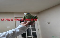 Parrots birds for sale: For Sale Hand Tamed Orange Fronted Amazon Parrot - Image 4