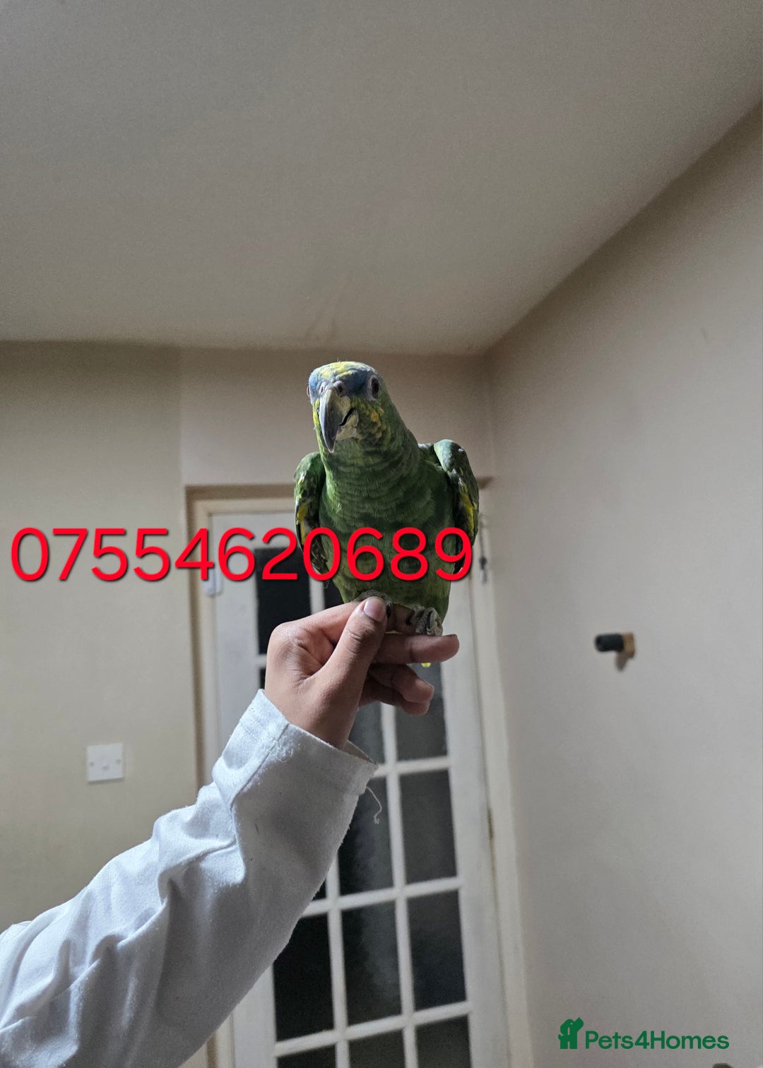 Parrots birds for sale: For Sale Hand Tamed Orange Fronted Amazon Parrot - Image 4