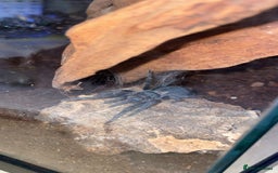 Tarantulas invertebrates for sale: Dominican Purple (please read the description) - Image 3
