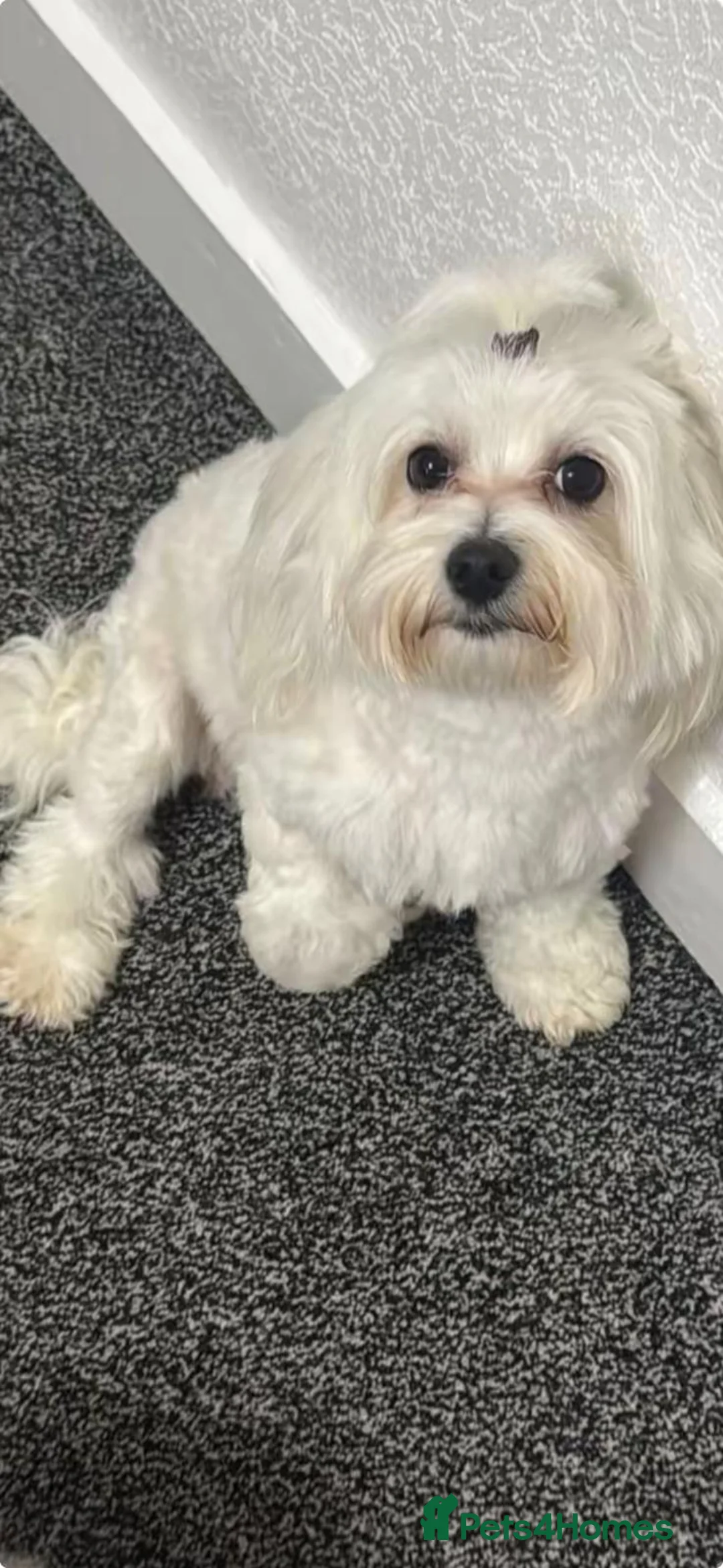 Bichon Frise dogs for sale: ❤️Adorable Bichon Frise Puppies-Tiny Clouds Of 🧡 - Advert 2