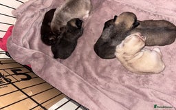 Pug dogs for sale: Beautiful kc registered Pug puppies - Image 2